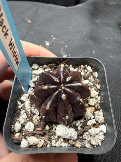 Gymnocalycium cultivar “black widow” 400