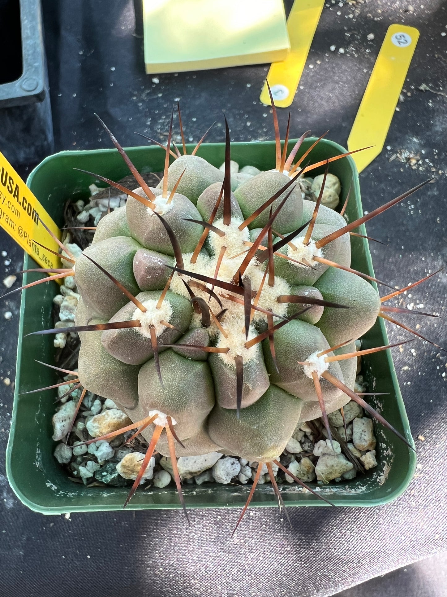 Copiapoa cinerea in 3.25 inch pot has some character.