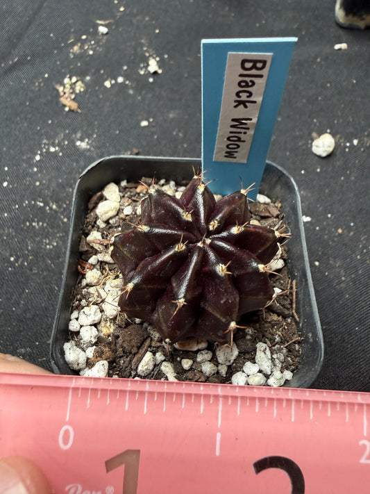 Gymnocalycium cultivar “black widow” 401