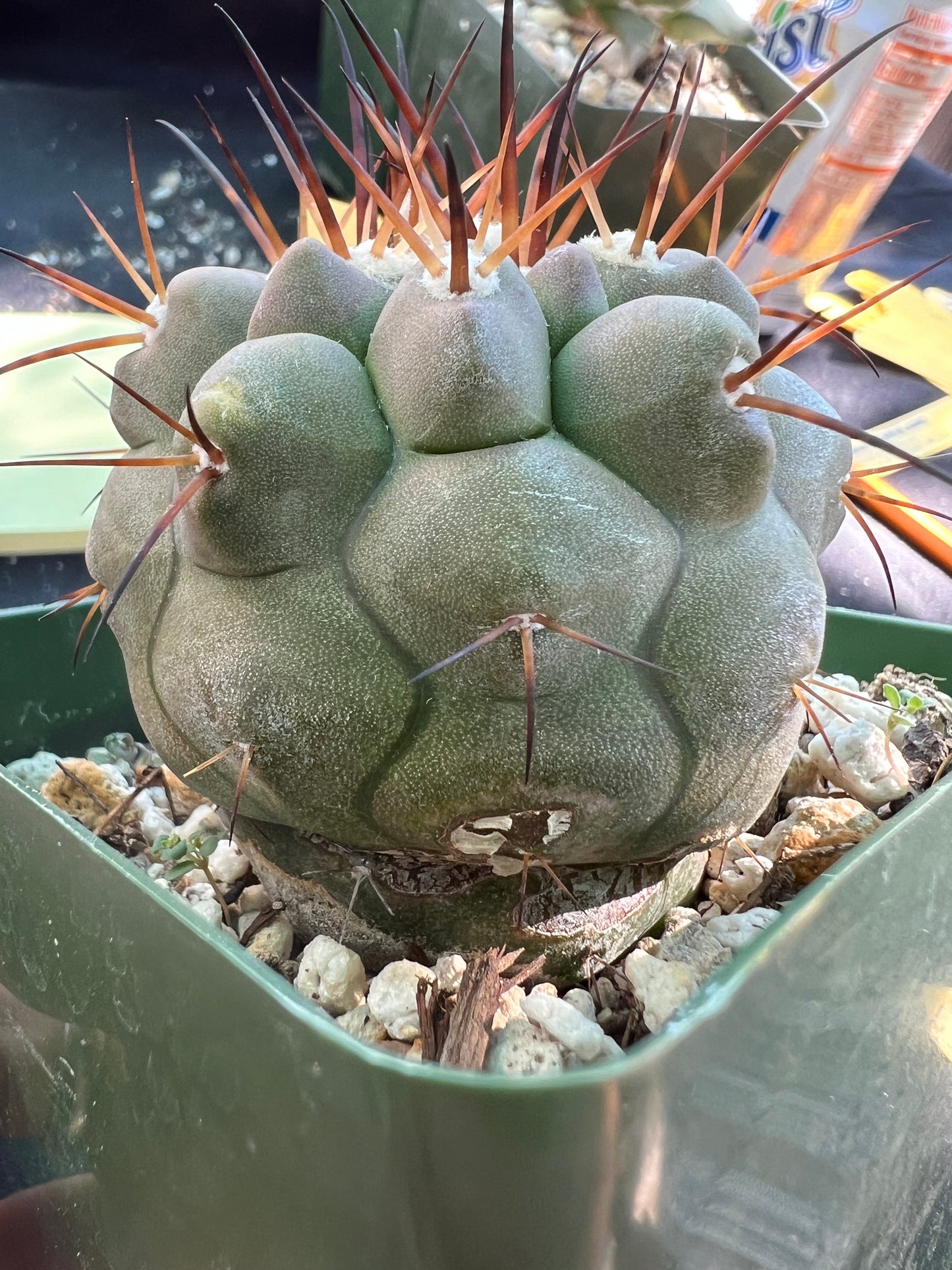 Copiapoa cinerea in 3.25 inch pot has some character.