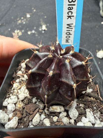 Gymnocalycium cultivar “black widow” 401