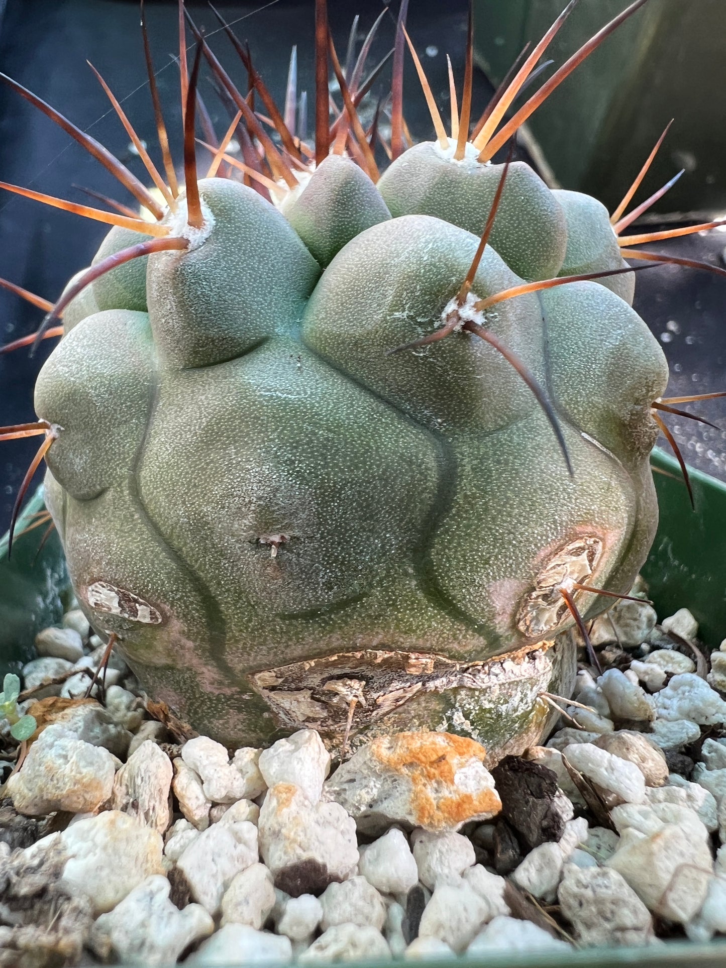 Copiapoa cinerea in 3.25 inch pot has some character.