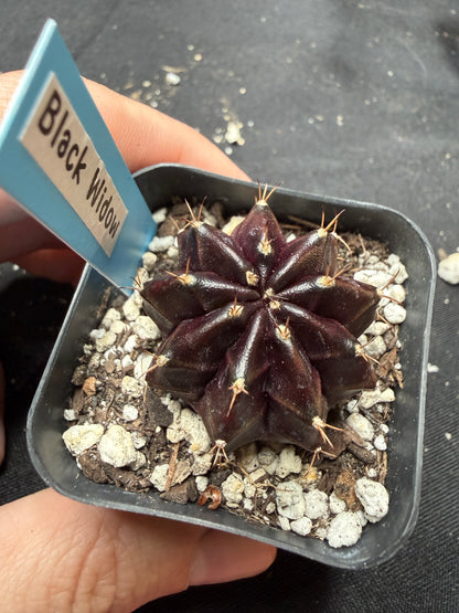 Gymnocalycium cultivar “black widow” 401