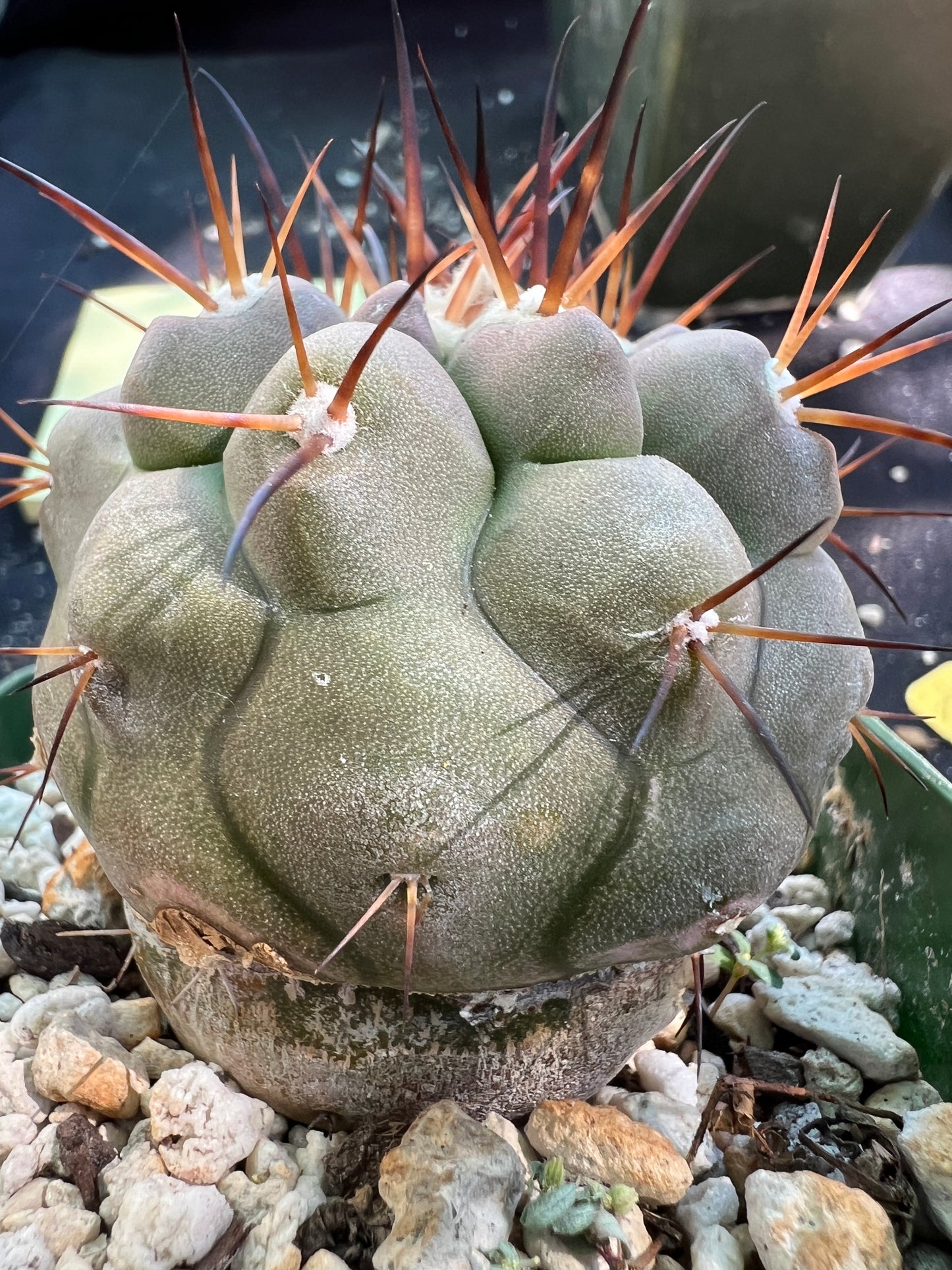 Copiapoa cinerea in 3.25 inch pot has some character.