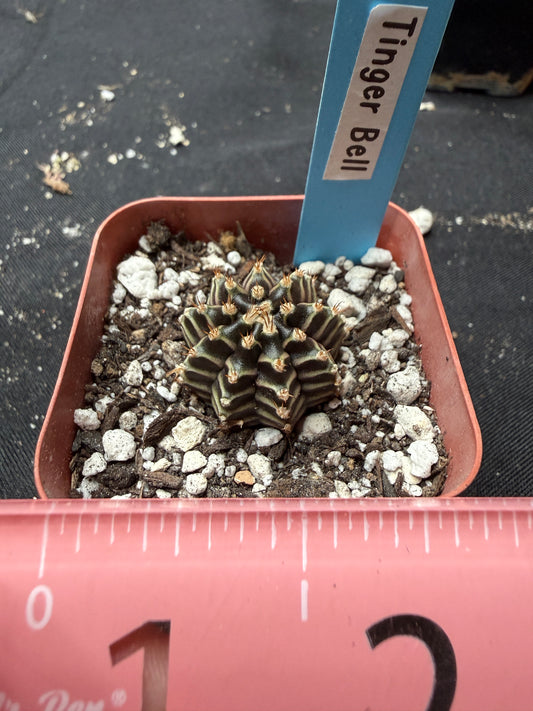 Gymnocalycium cultivar “tinker bell” 402