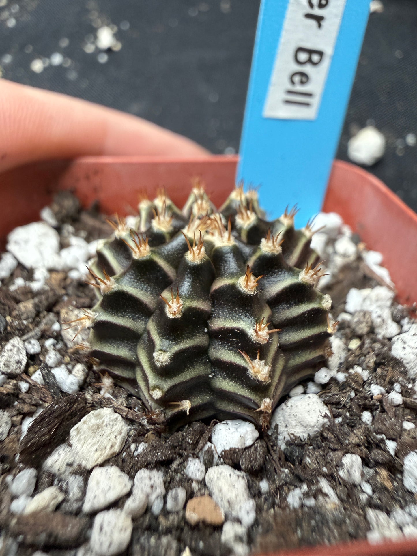 Gymnocalycium cultivar “tinker bell” 402