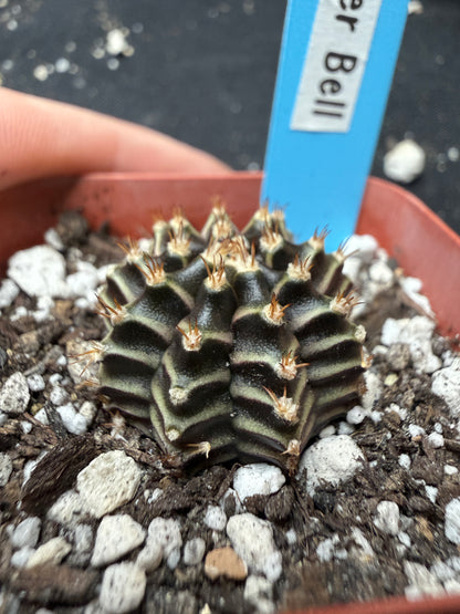 Gymnocalycium cultivar “tinker bell” 403