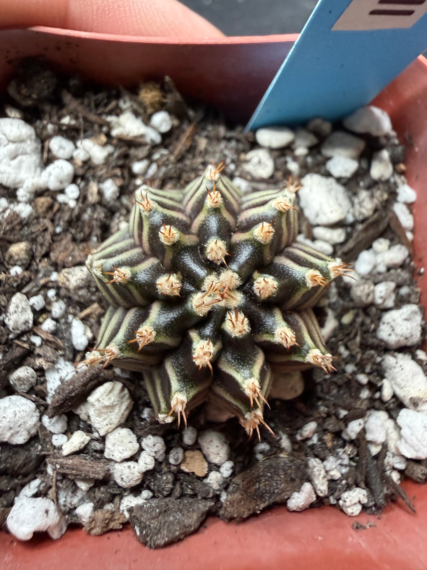 Gymnocalycium cultivar “tinker bell” 402