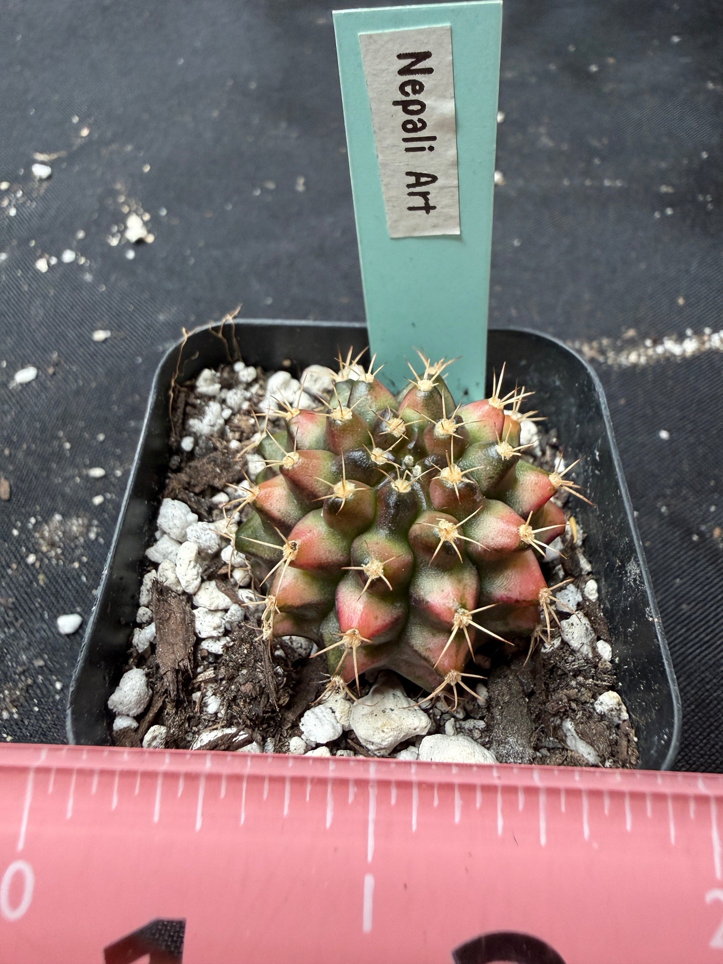 Gymnocalycium cultivar “Nepali art” 404