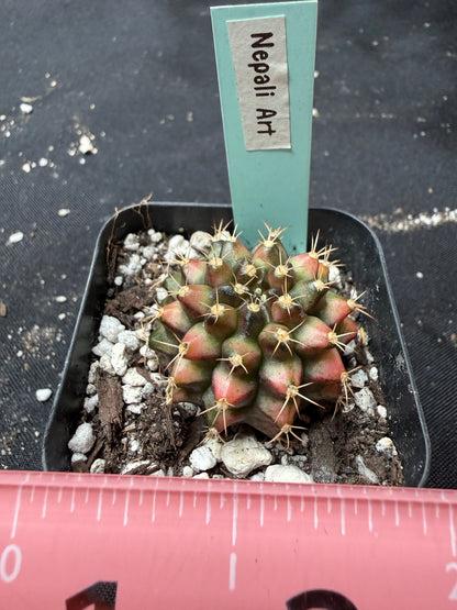 Gymnocalycium cultivar “Nepali art” 404