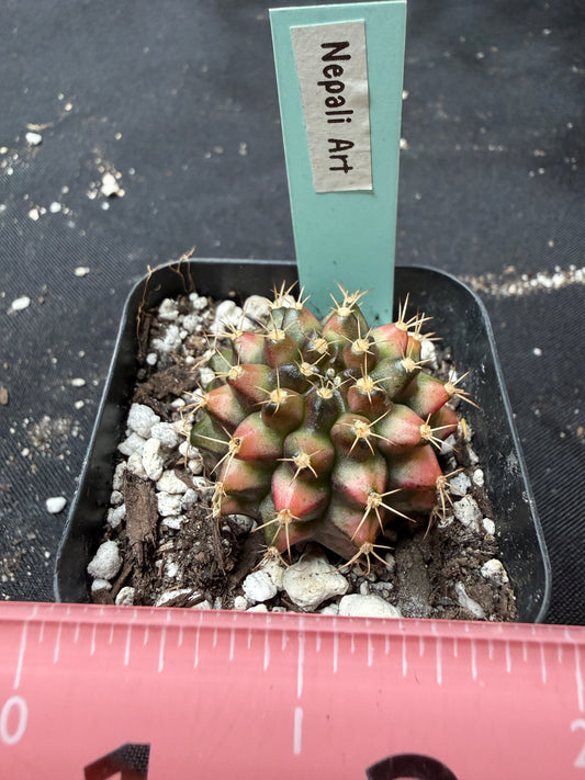 Gymnocalycium cultivar “Nepali art” 404