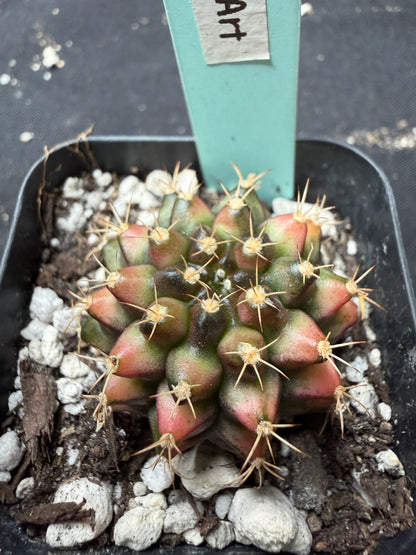 Gymnocalycium cultivar “Nepali art” 404