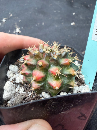 Gymnocalycium cultivar “Nepali art” 404