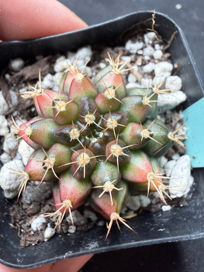 Gymnocalycium cultivar “Nepali art” 404