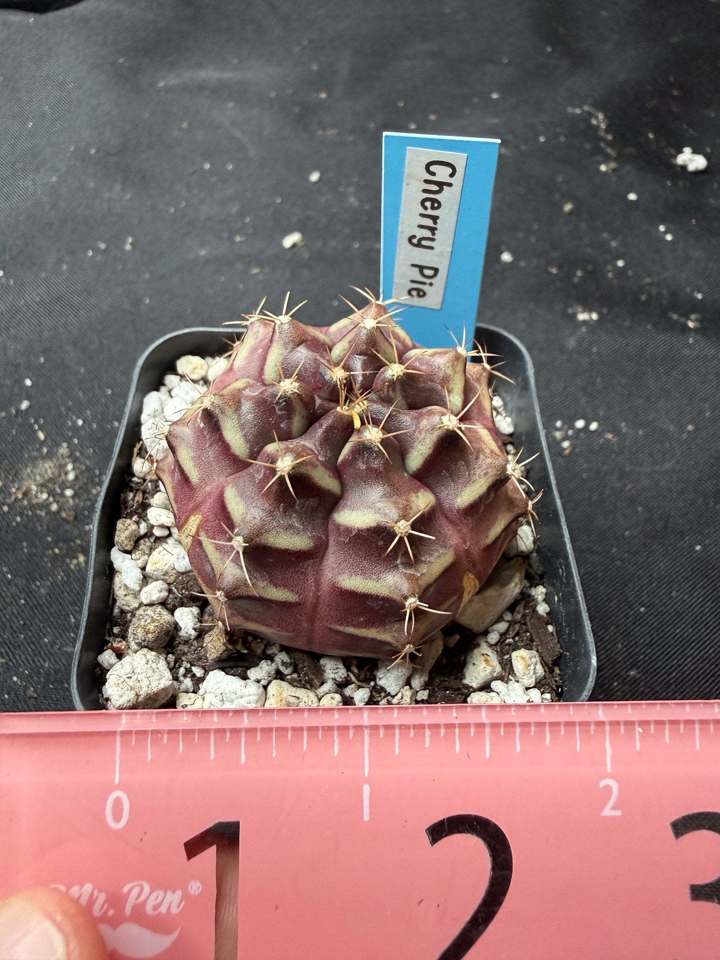 Gymnocalycium cultivar “cherry pie” 1191