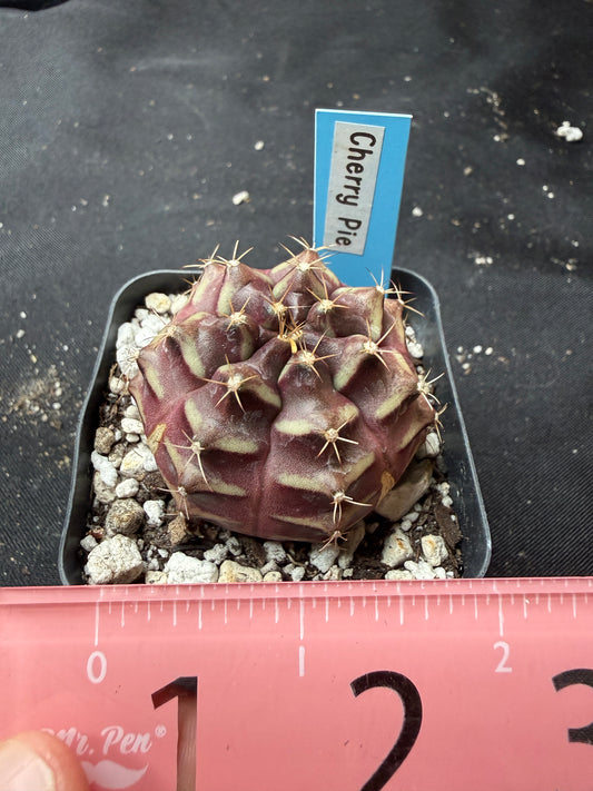Gymnocalycium cultivar “cherry pie” 1191