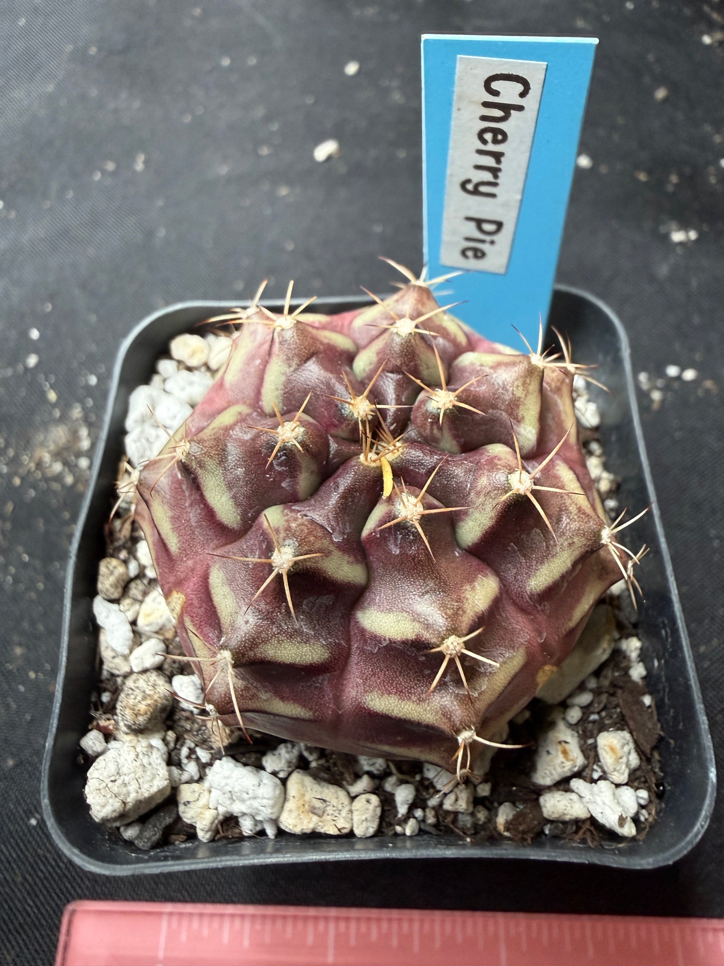 Gymnocalycium cultivar “cherry pie” 1191