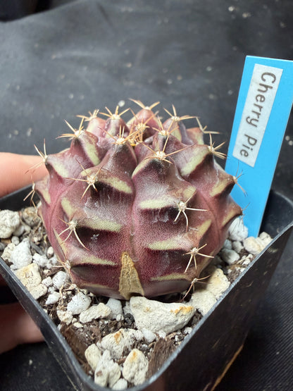 Gymnocalycium cultivar “cherry pie” 1191