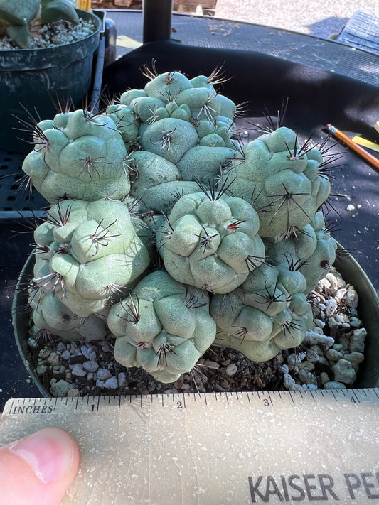 Ortegocactus macdougalii cactus specimen in 6 inch pot #2