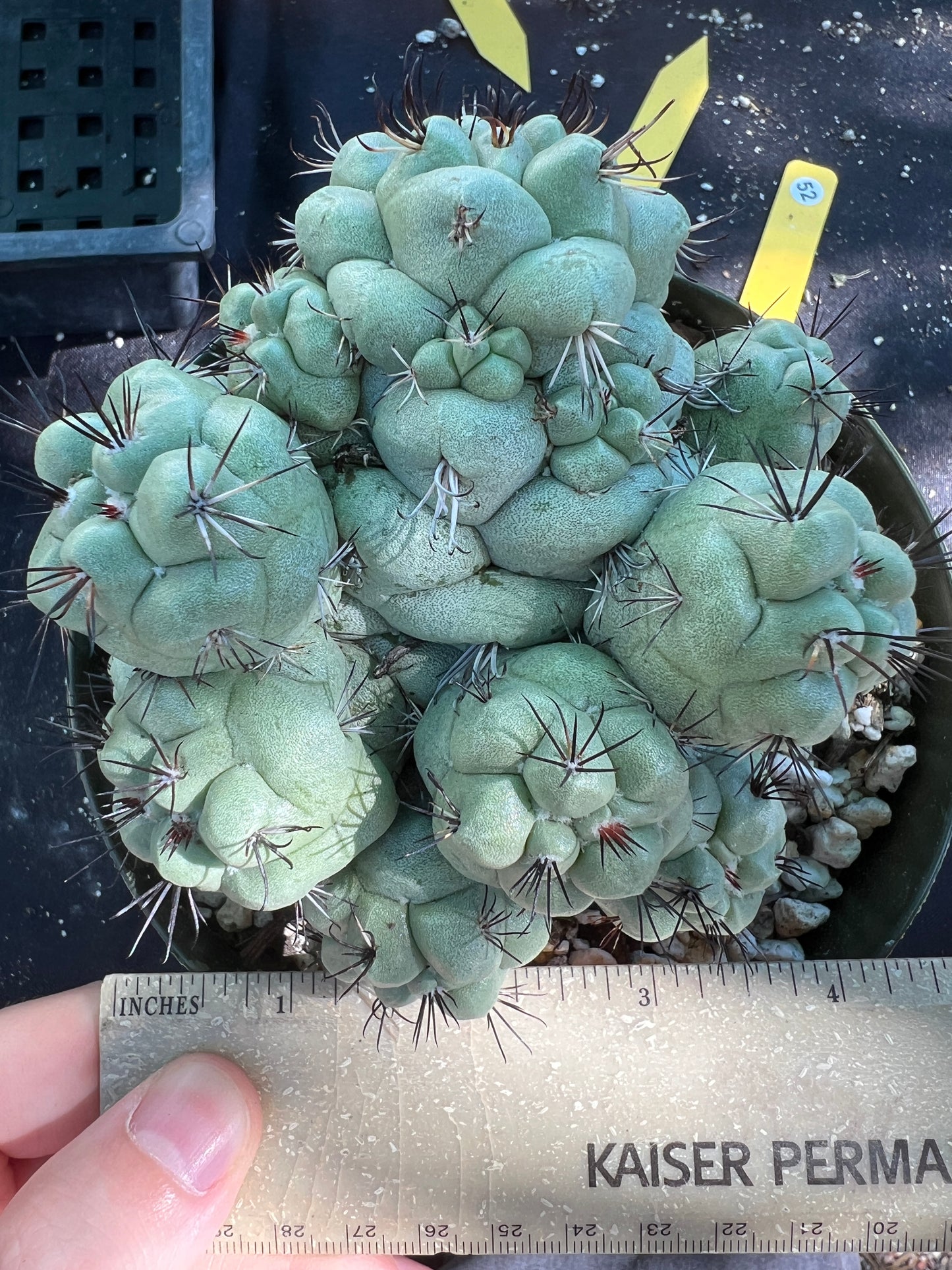 Ortegocactus macdougalii cactus specimen in 6 inch pot #2