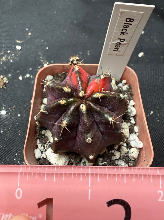 Gymnocalycium cultivar “black pearl” 405