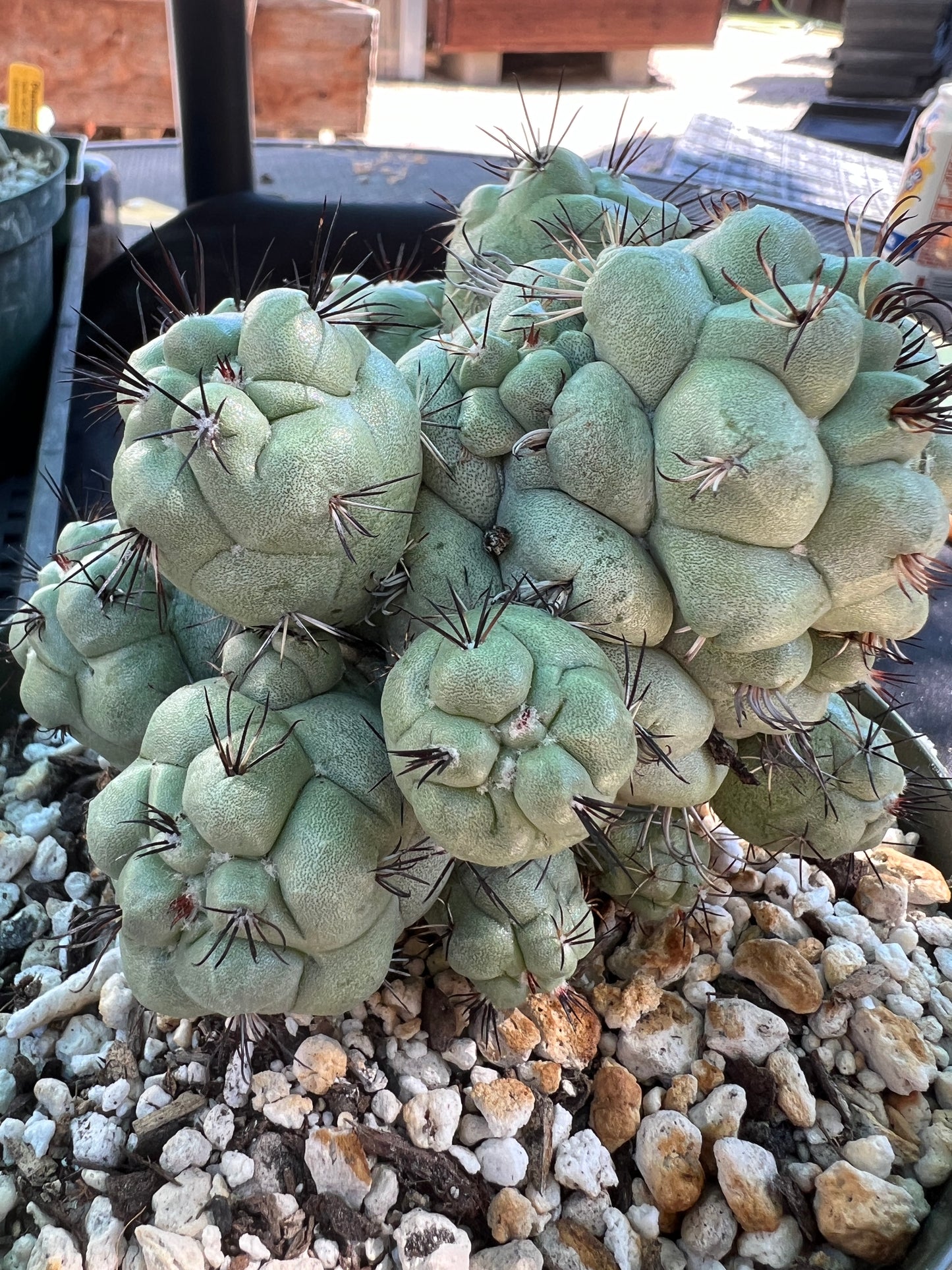 Ortegocactus macdougalii cactus specimen in 6 inch pot #2