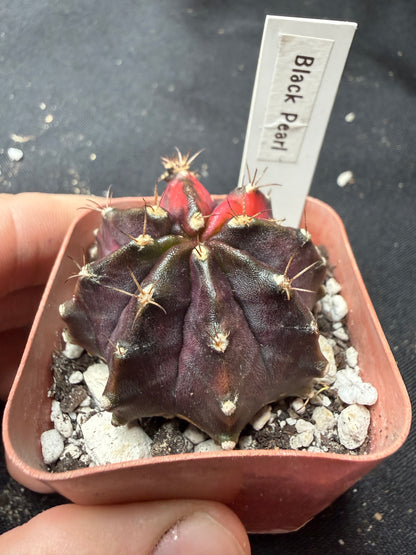 Gymnocalycium cultivar “black pearl” 405