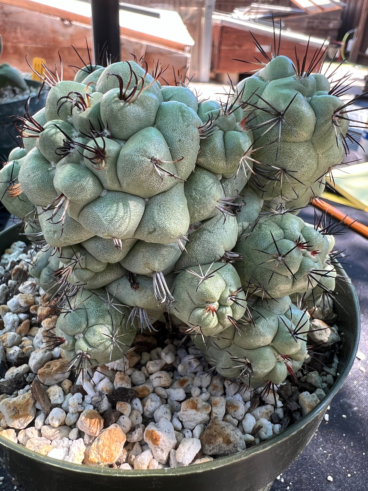 Ortegocactus macdougalii cactus specimen in 6 inch pot #2