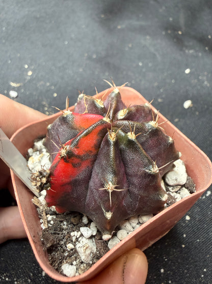 Gymnocalycium cultivar “black pearl” 405