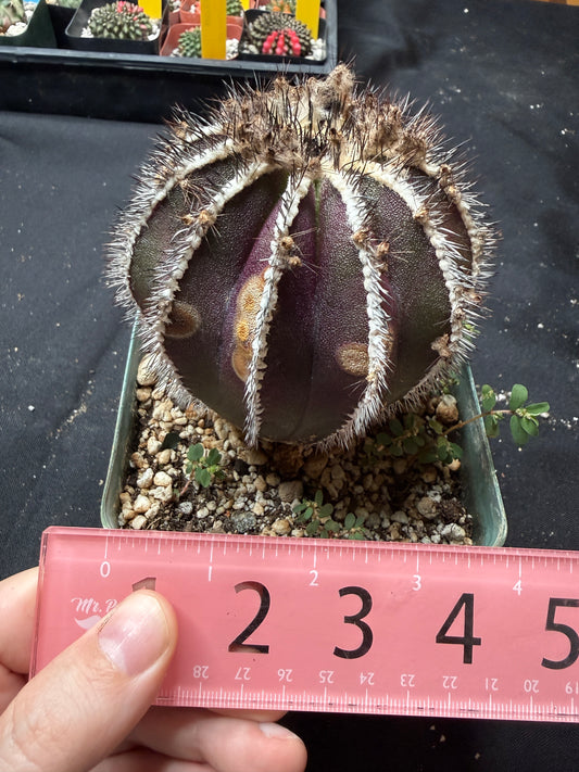 Uebelmannia pectinifera large with character 945
