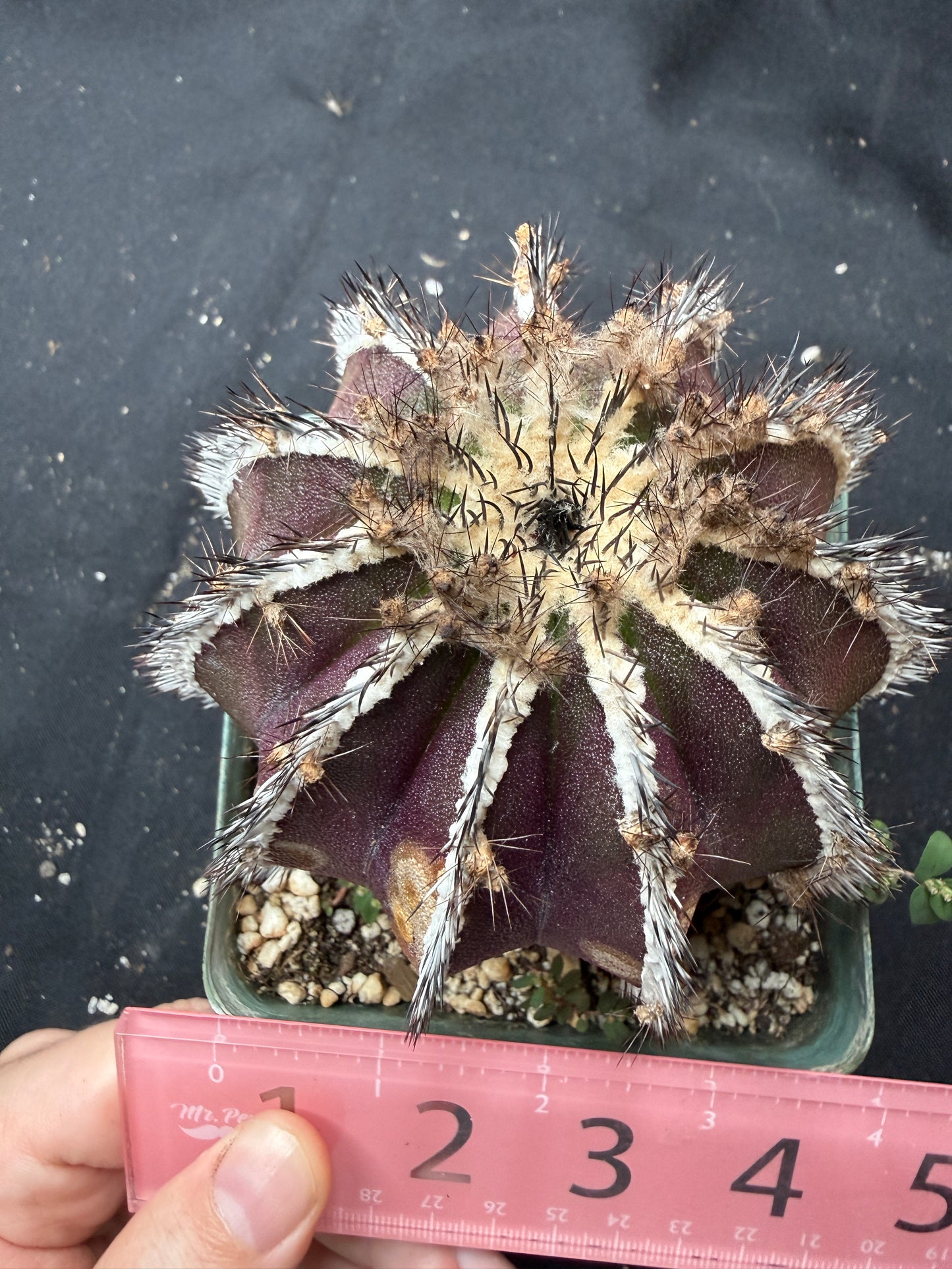 Uebelmannia pectinifera large with character 945