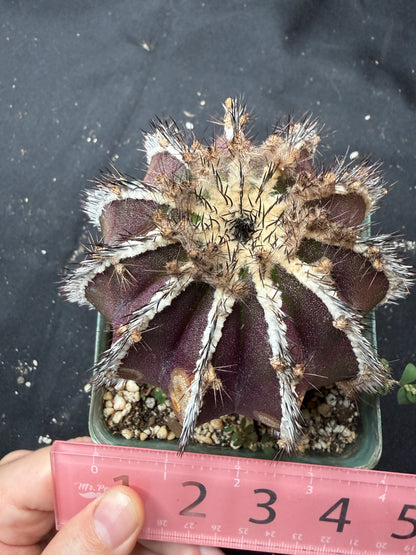 Uebelmannia pectinifera large with character 945