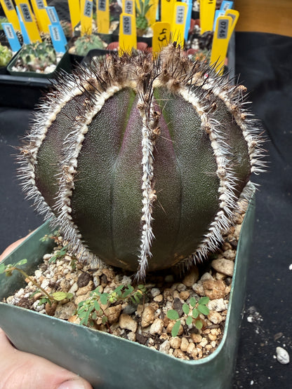 Uebelmannia pectinifera large with character 945