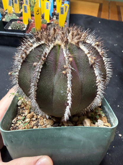 Uebelmannia pectinifera large with character 945