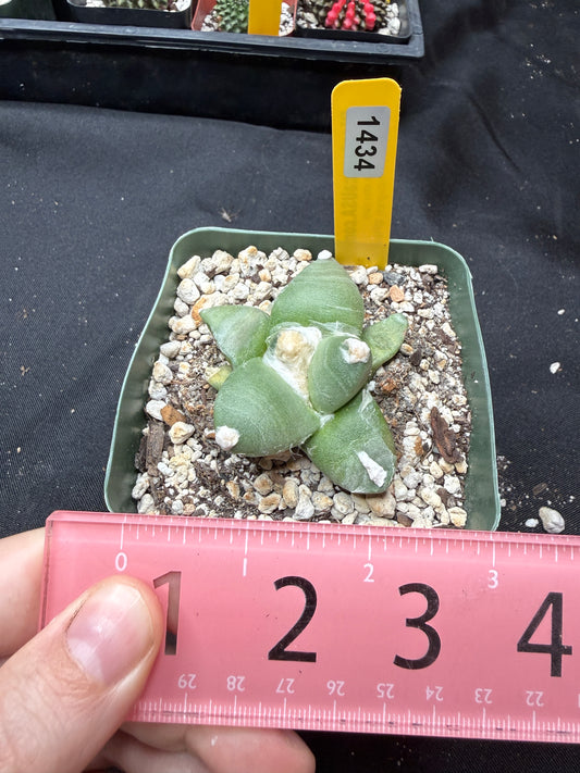 Ariocarpus furfuraceous 1434