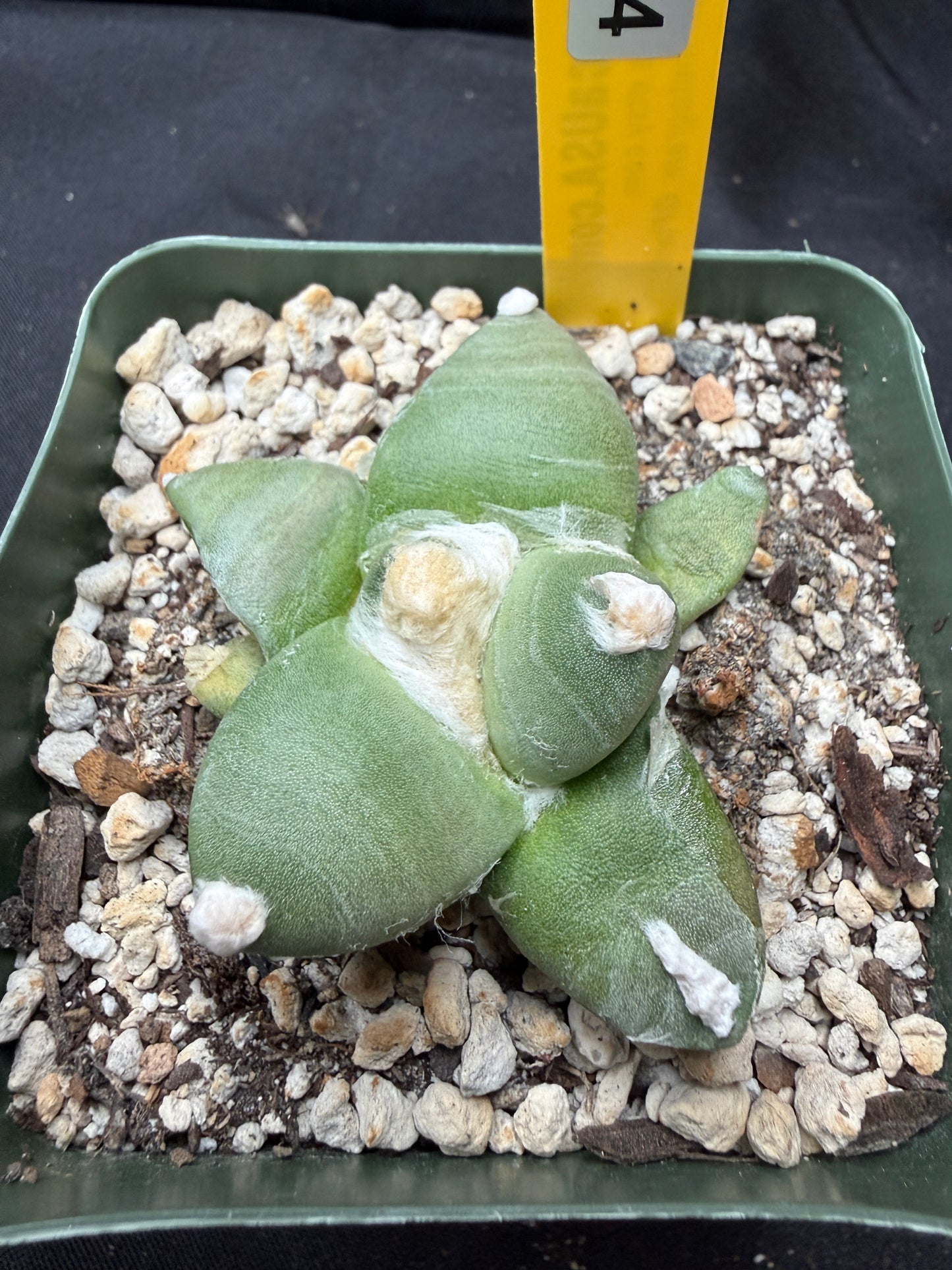 Ariocarpus furfuraceous 1434