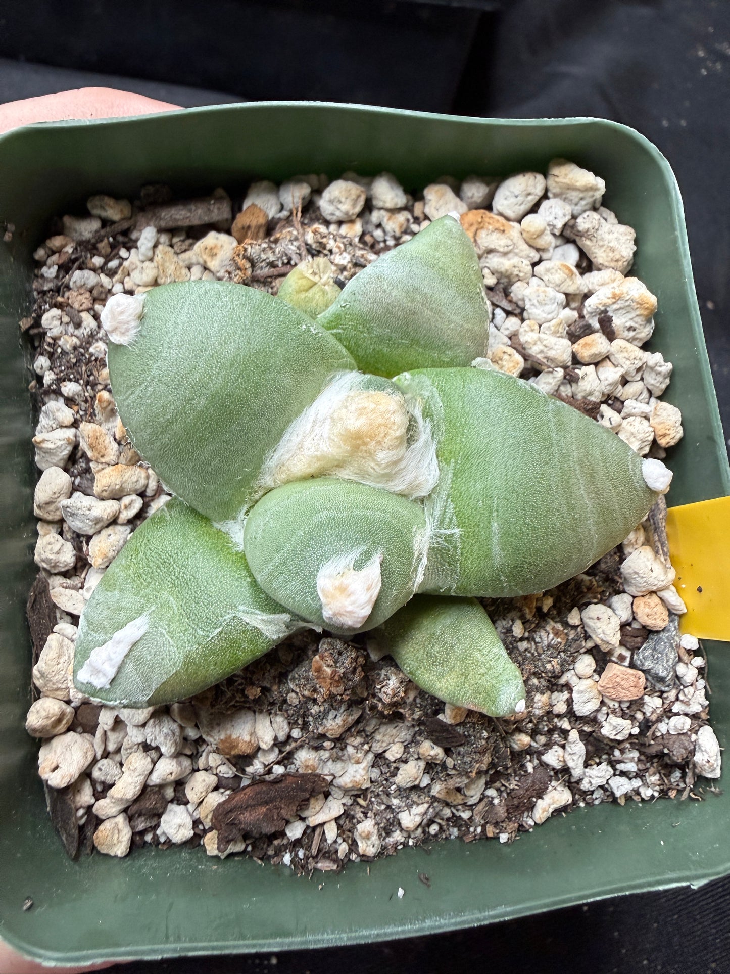 Ariocarpus furfuraceous 1434