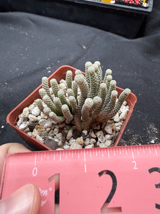 Turbinicarpus minima large 1320