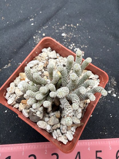 Turbinicarpus minima large 1320