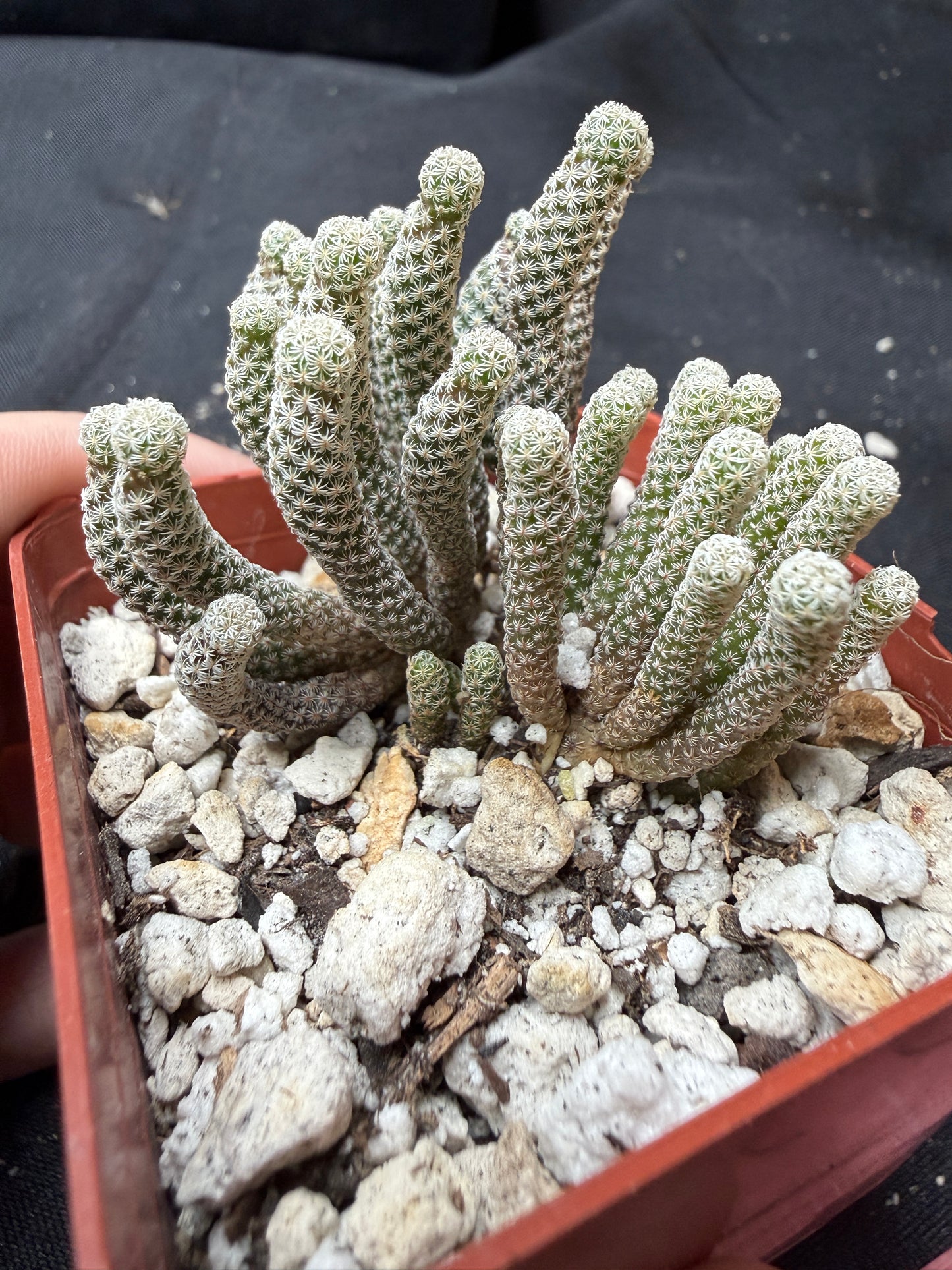Turbinicarpus minima large 1320