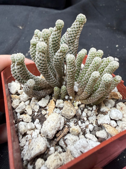 Turbinicarpus minima large 1320