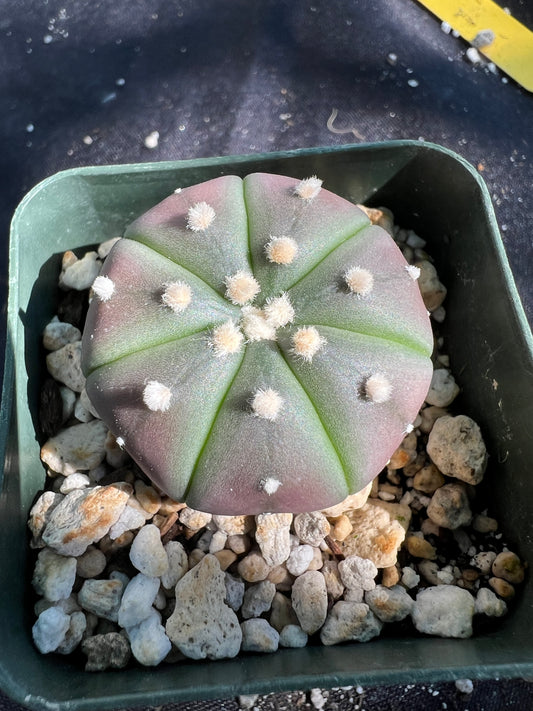 Astrophytum asterias black #2