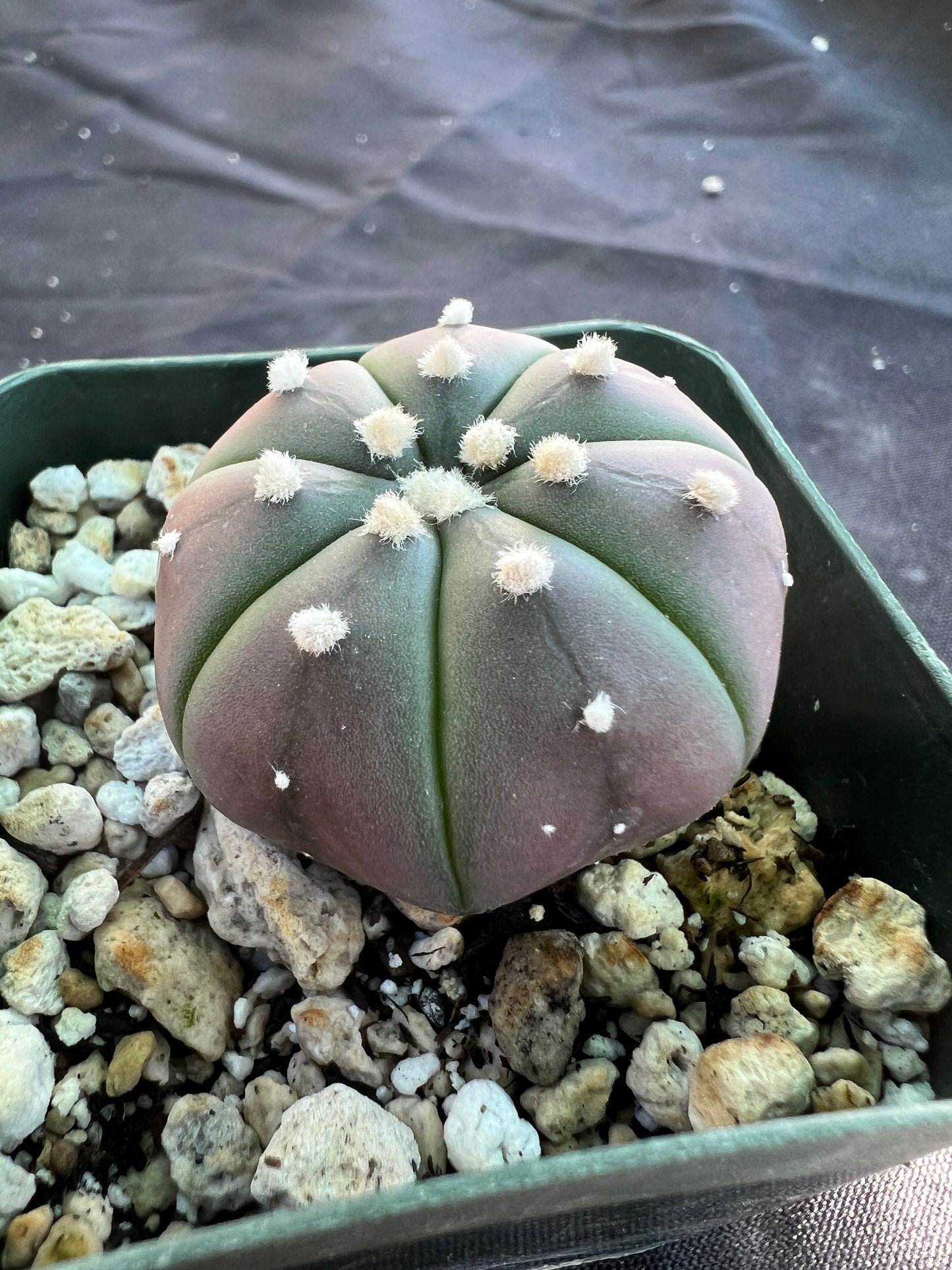 Astrophytum asterias black #2