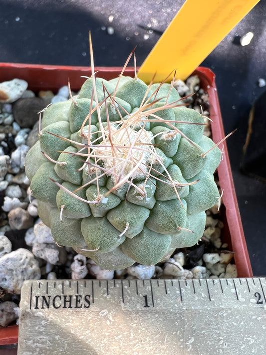 Strombocactus disciformis cactus rare #1