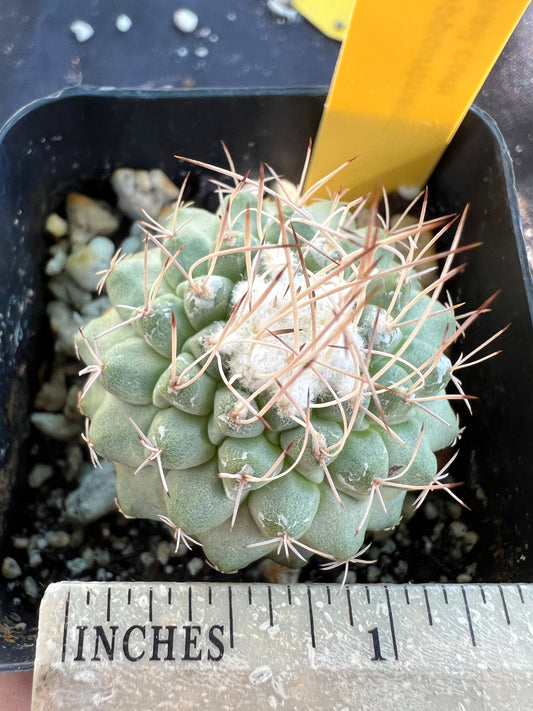 Strombocactus disciformis #2 rare