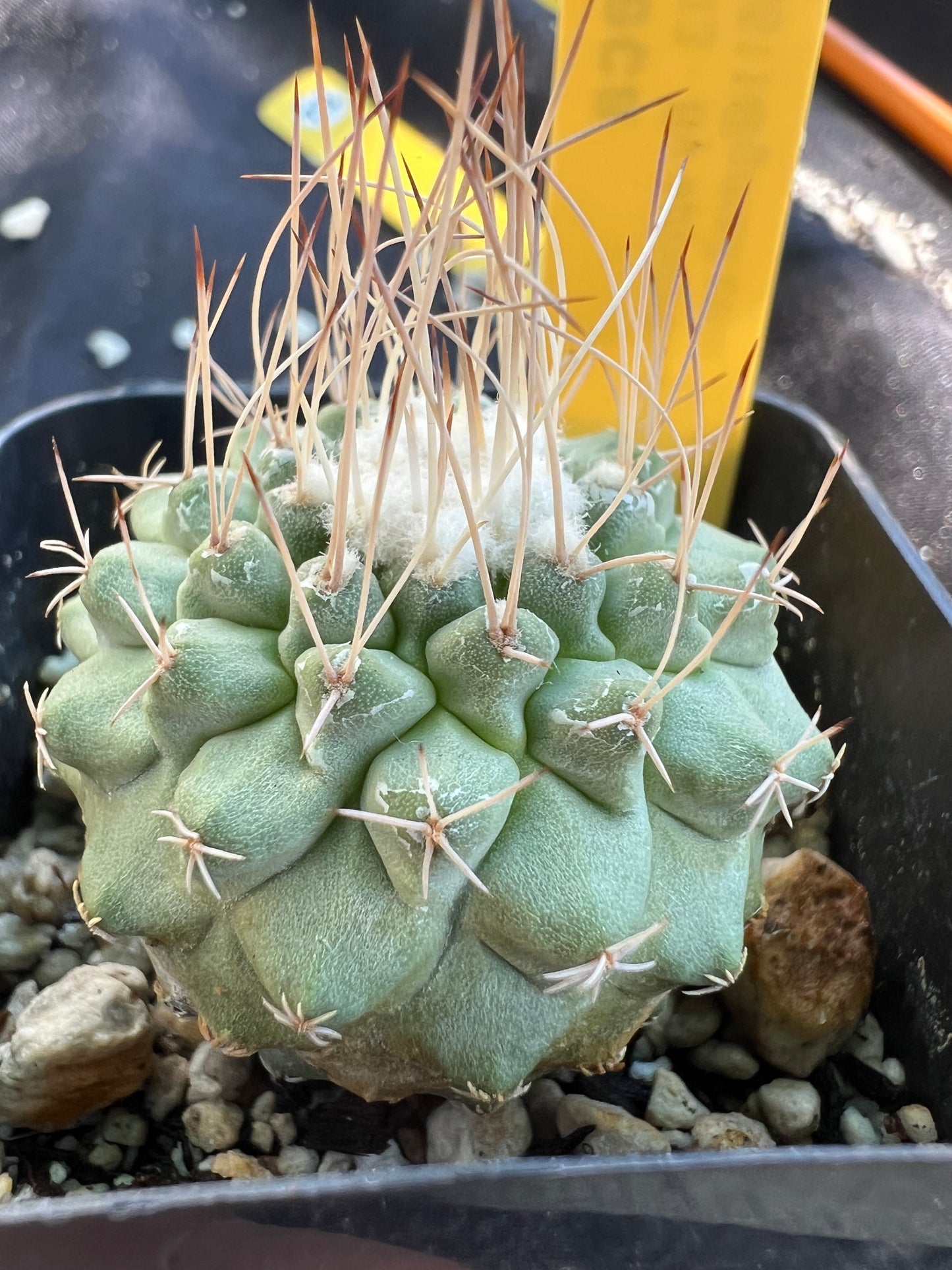 Strombocactus disciformis #2 rare