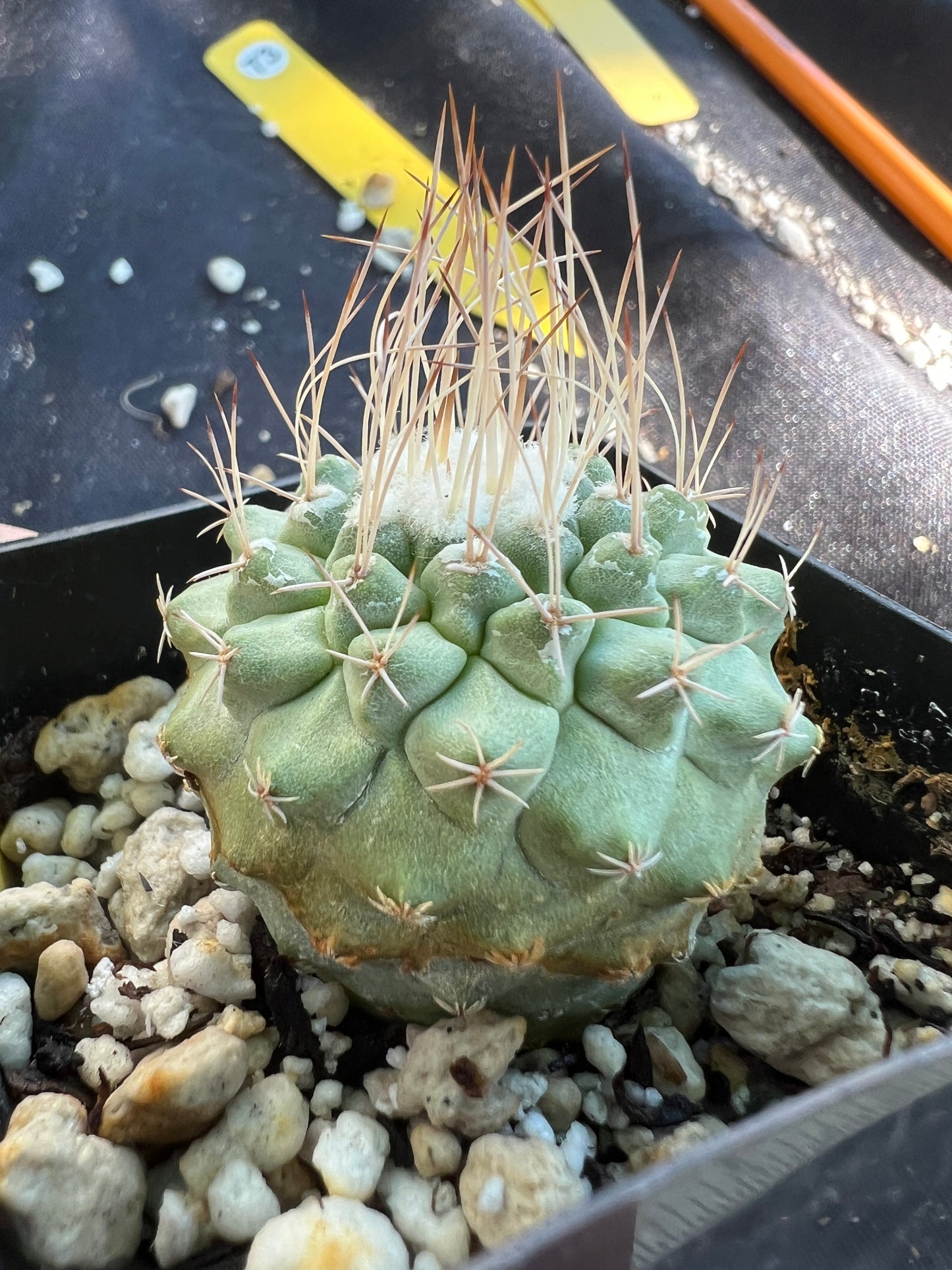 Strombocactus disciformis #2 rare