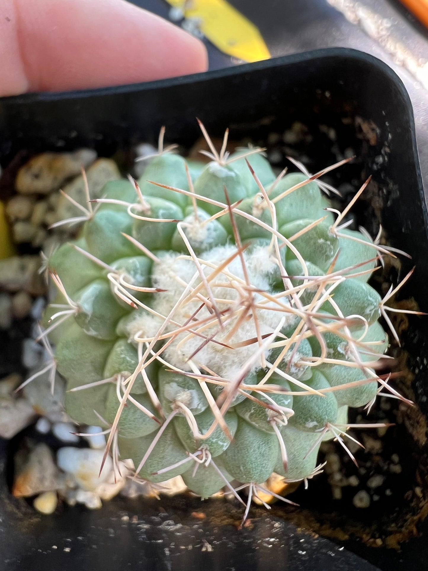 Strombocactus disciformis #2 rare