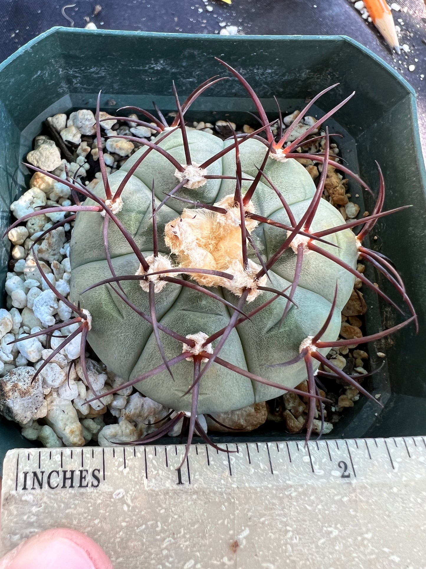 Gymnocalycium cabreraense very rare cactus