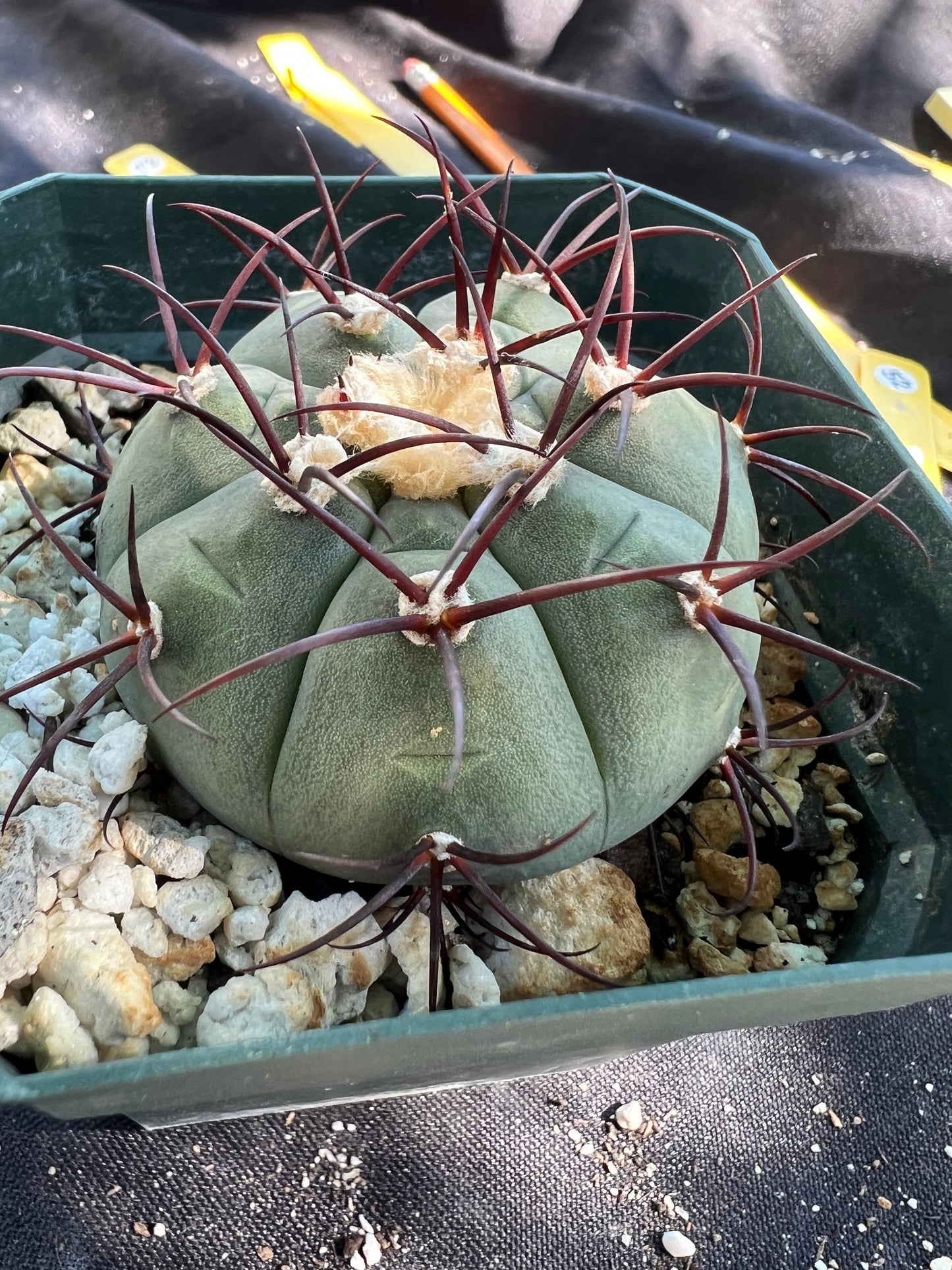 Gymnocalycium cabreraense very rare cactus